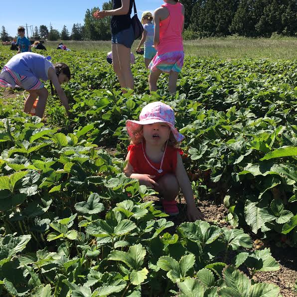 QUINN BERRY PICKING